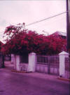 Bougainville all over the place